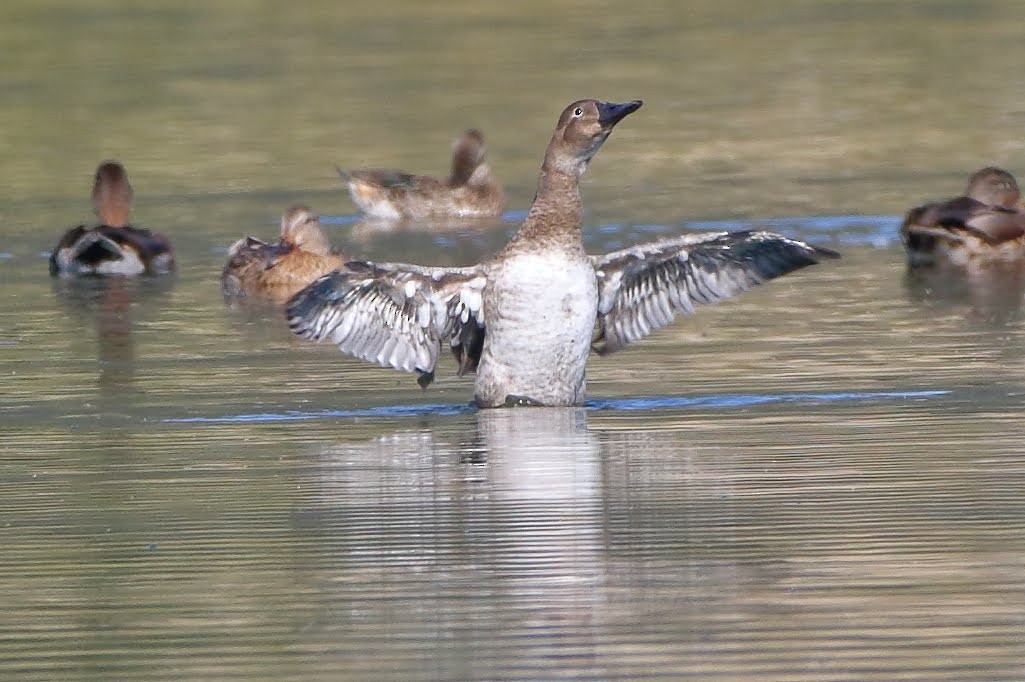 Canvasback - ML175068301