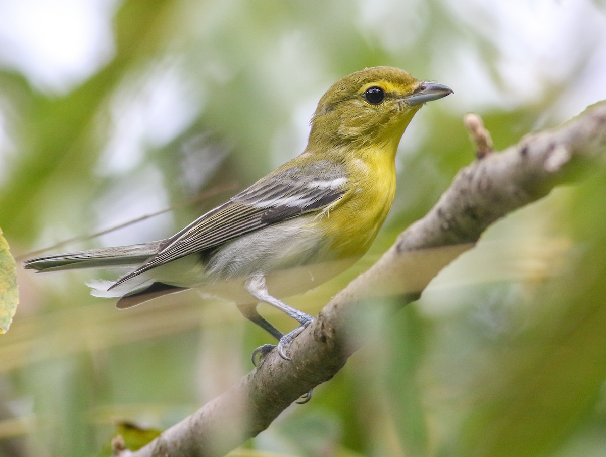 Yellow-throated Vireo - Alex Wiebe