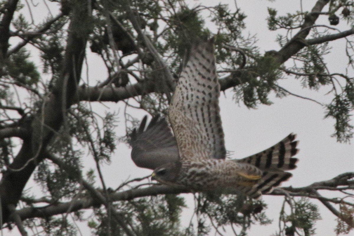 Levant Sparrowhawk - ML175072481