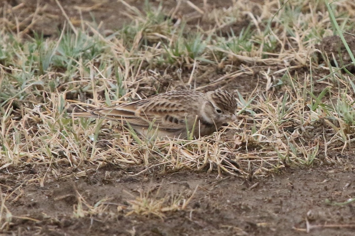 Greater Short-toed Lark - Christian Goenner