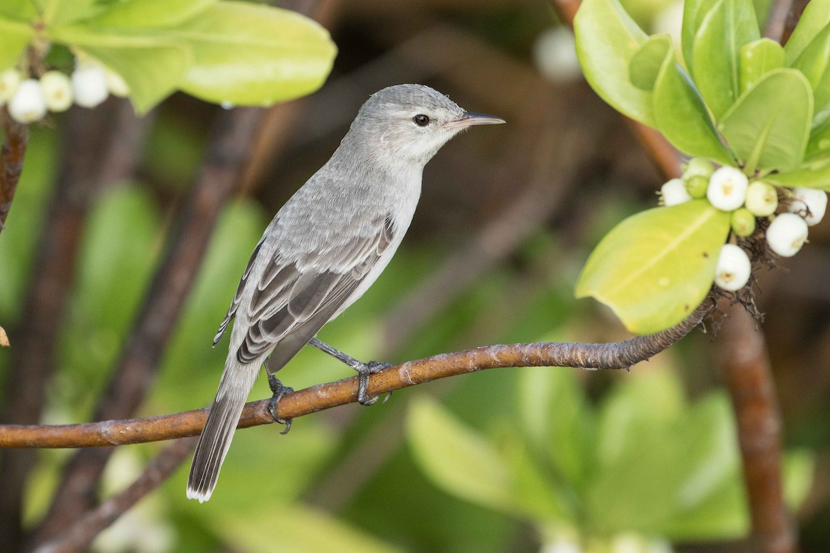 Kiritimati Reed Warbler - Eric VanderWerf