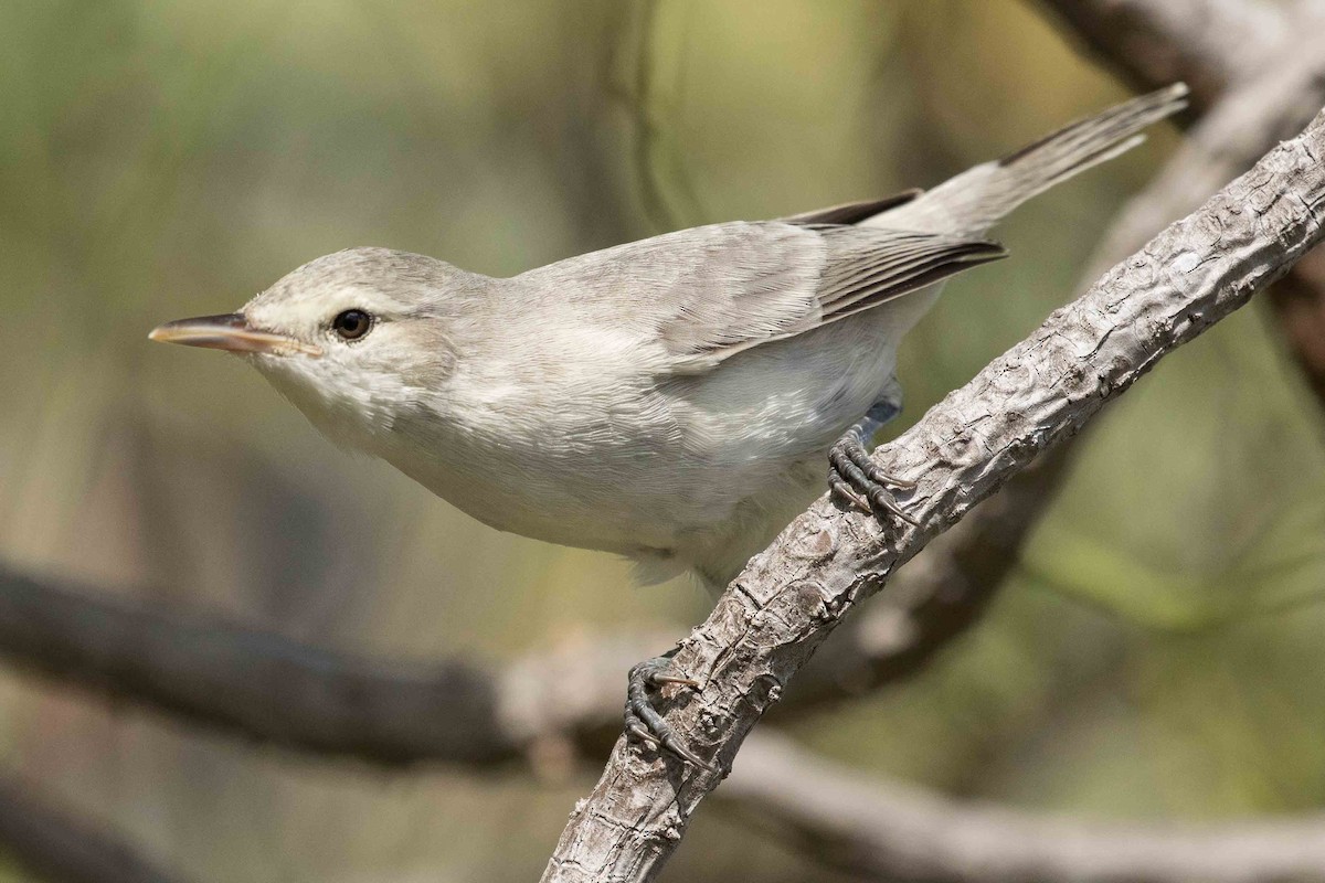 Kiritimati Reed Warbler - Eric VanderWerf