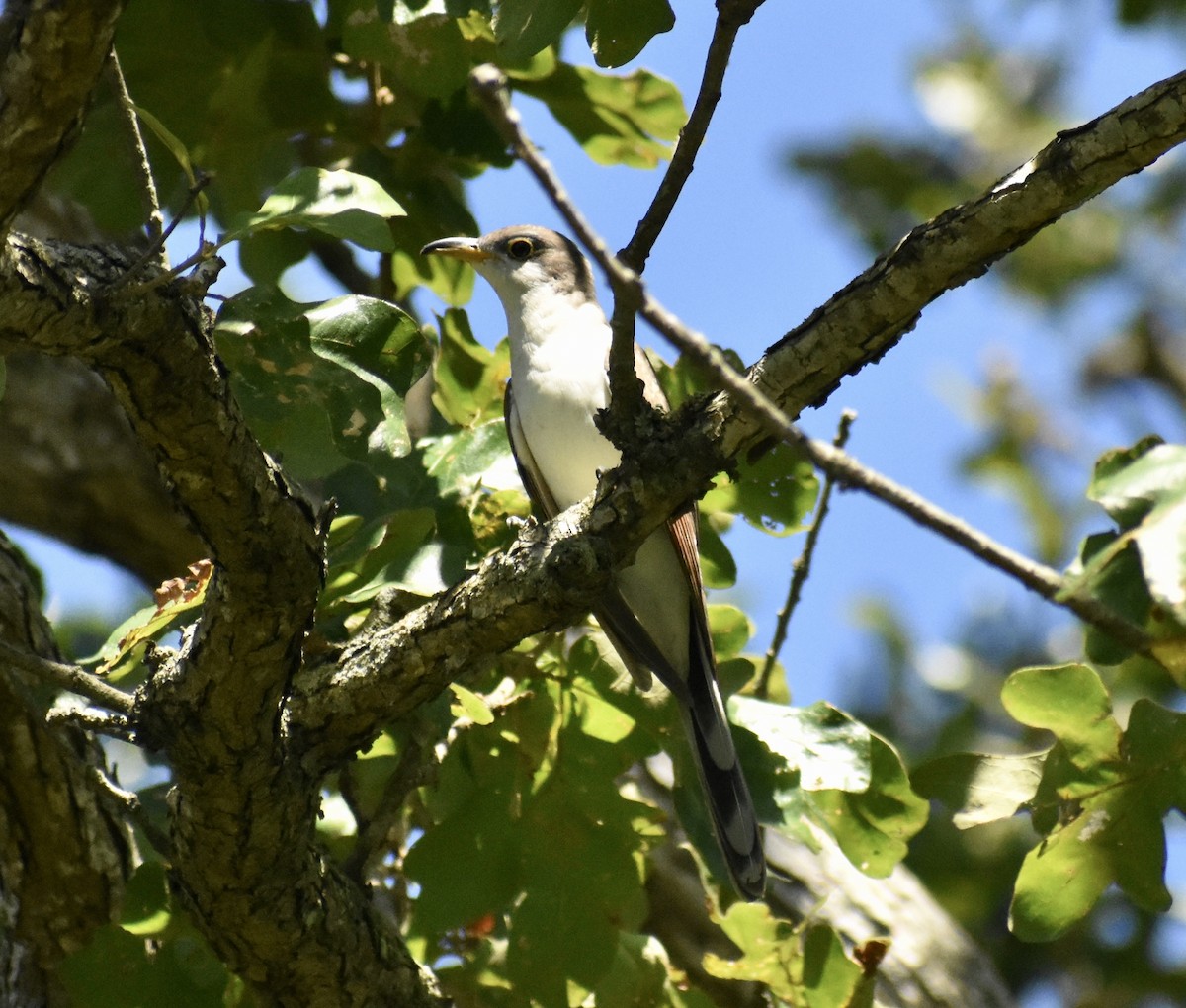 Yellow-billed Cuckoo - ML175073941