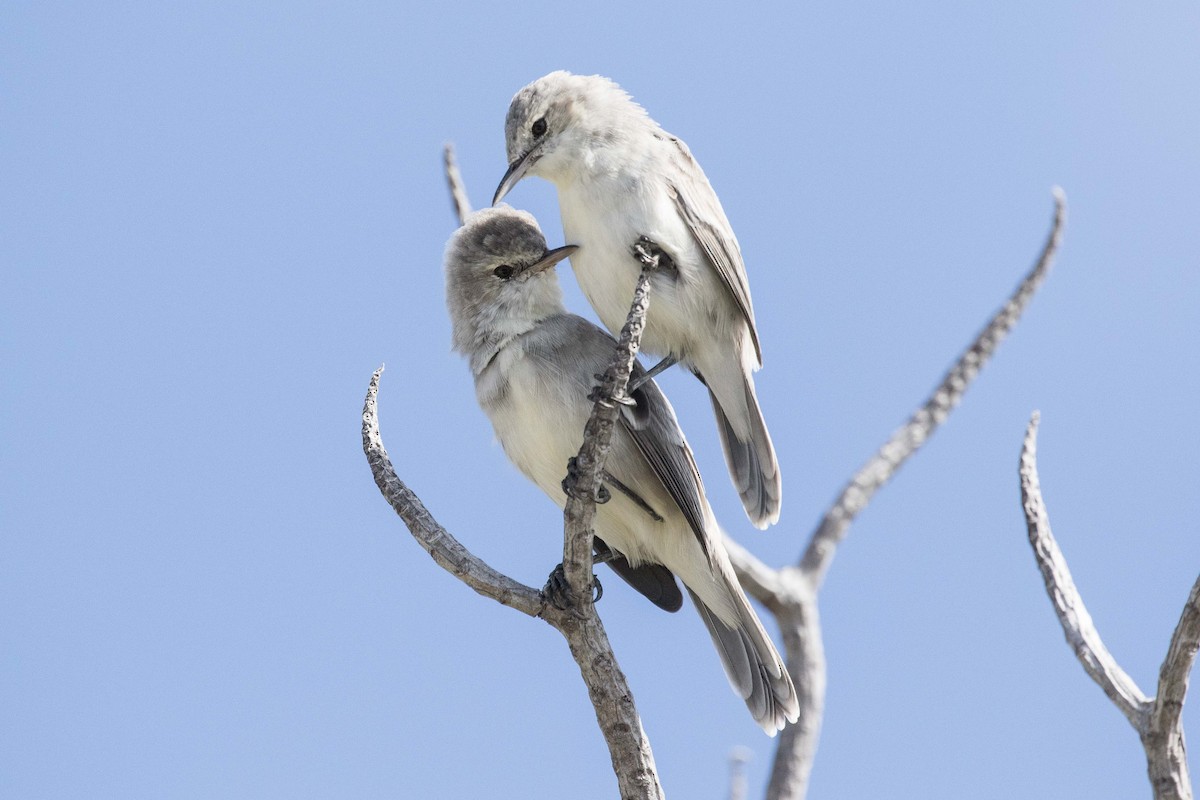 Kiritimati Reed Warbler - ML175074421