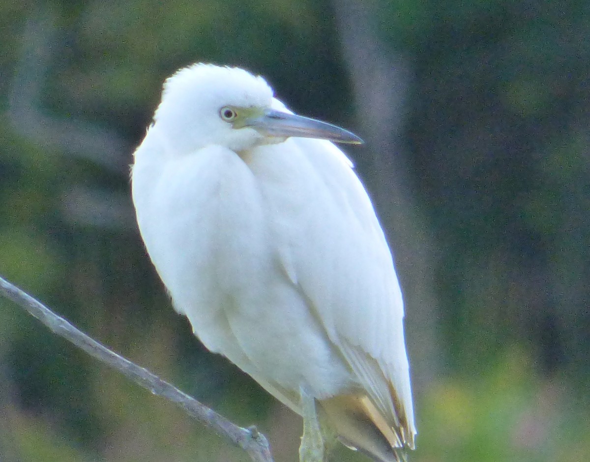 Little Blue Heron - ML175074971