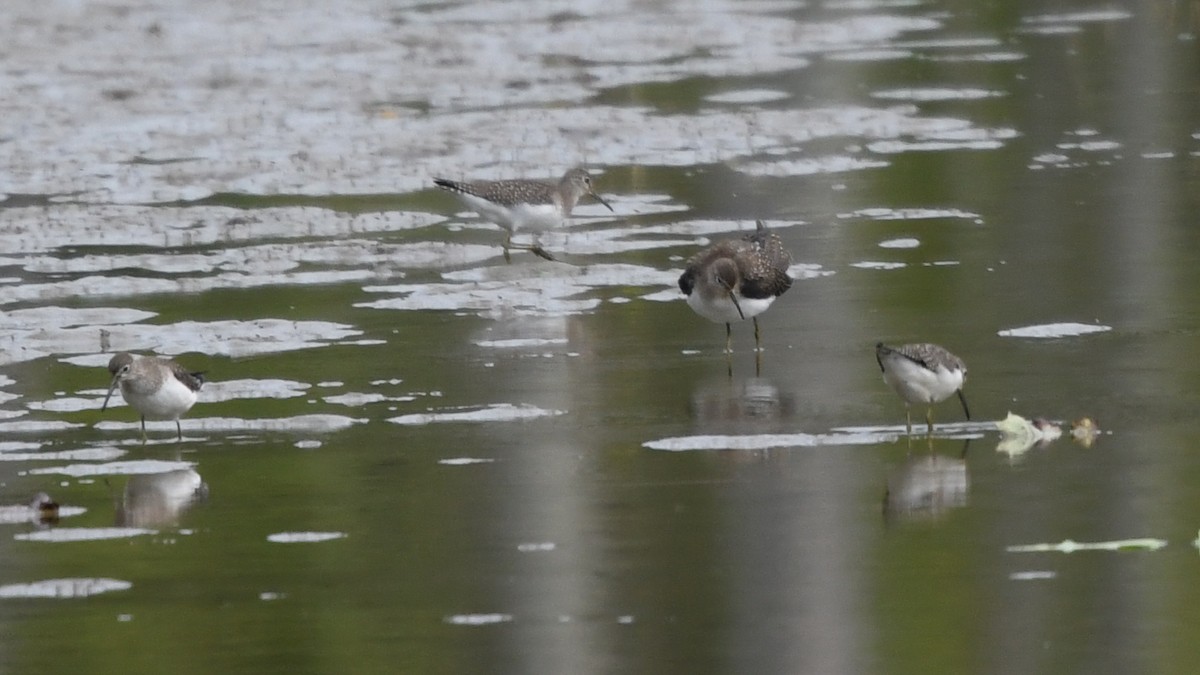 Solitary Sandpiper - ML175076111