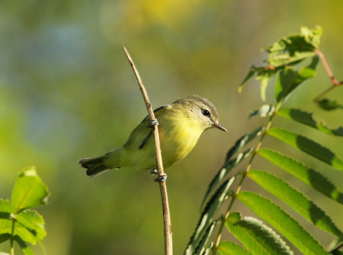 Philadelphia Vireo - Samuel Denault