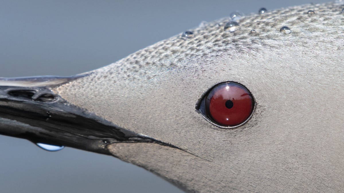 Red-throated Loon - ML175078911