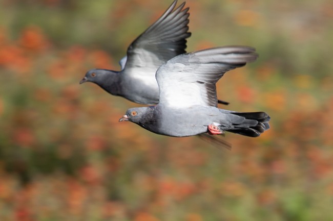 Rock Pigeon (Feral Pigeon) - Ann Van Sant