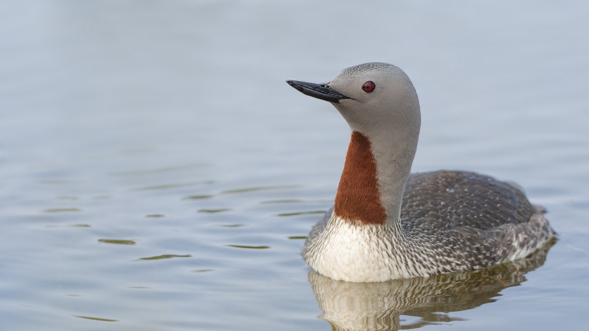 Red-throated Loon - ML175078971