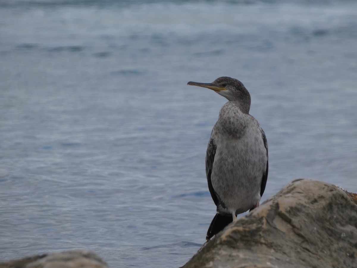 European Shag - David Santamaría Urbano