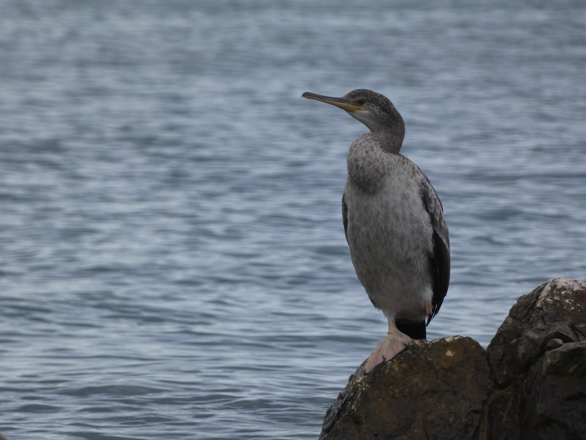 European Shag - David Santamaría Urbano