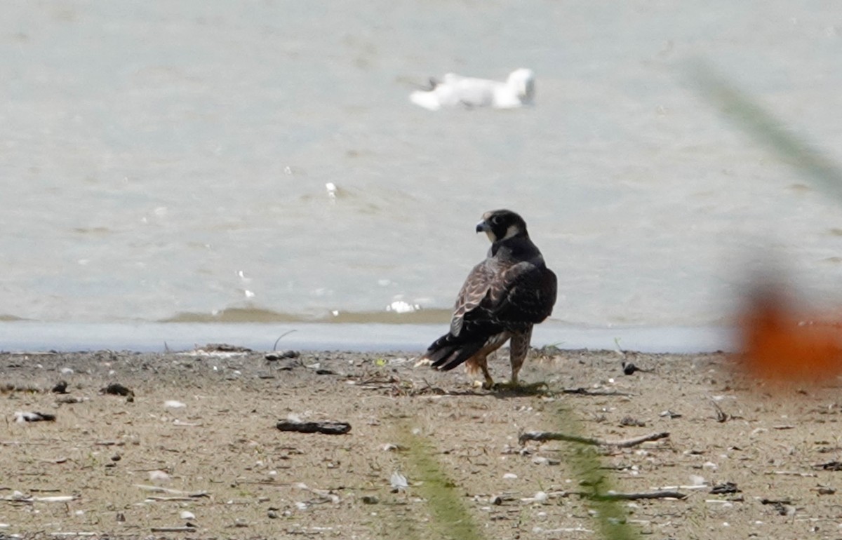 Peregrine Falcon - ML175079931