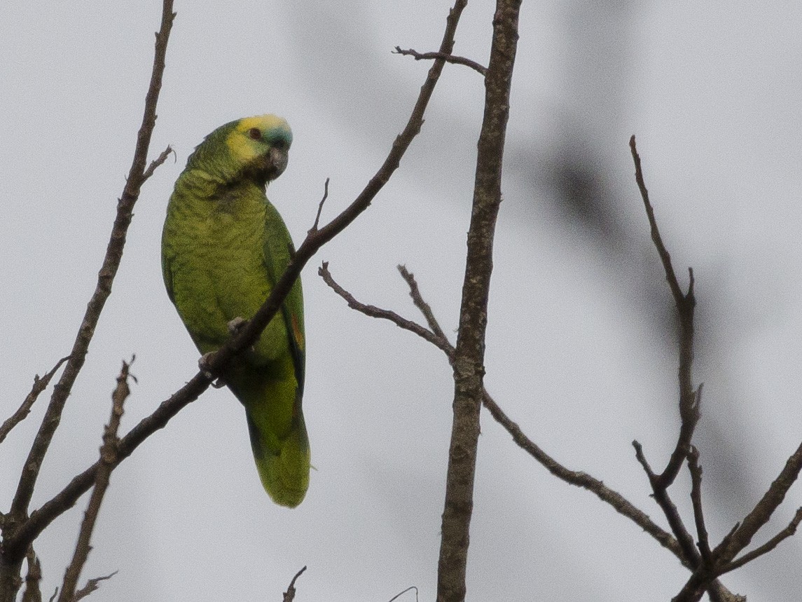 Turquoise-fronted Parrot - Ignacio Zapata