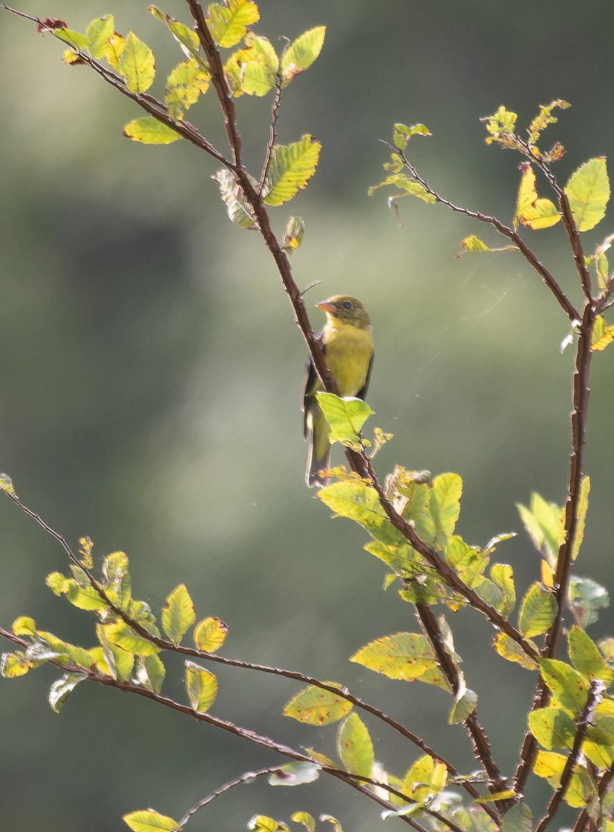 Scarlet Tanager - ML175081641