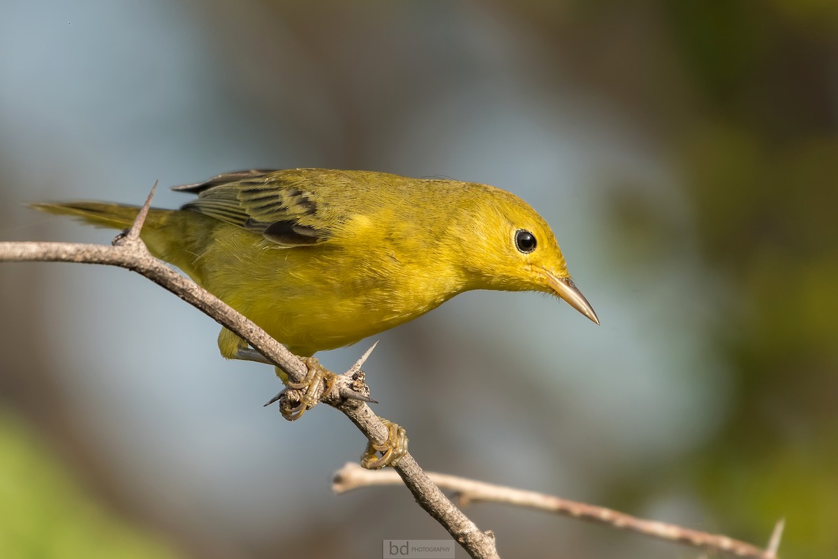 Yellow Warbler - Benny Diaz