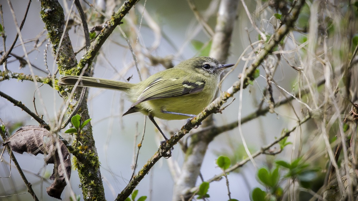 Mottle-cheeked Tyrannulet - ML175083711