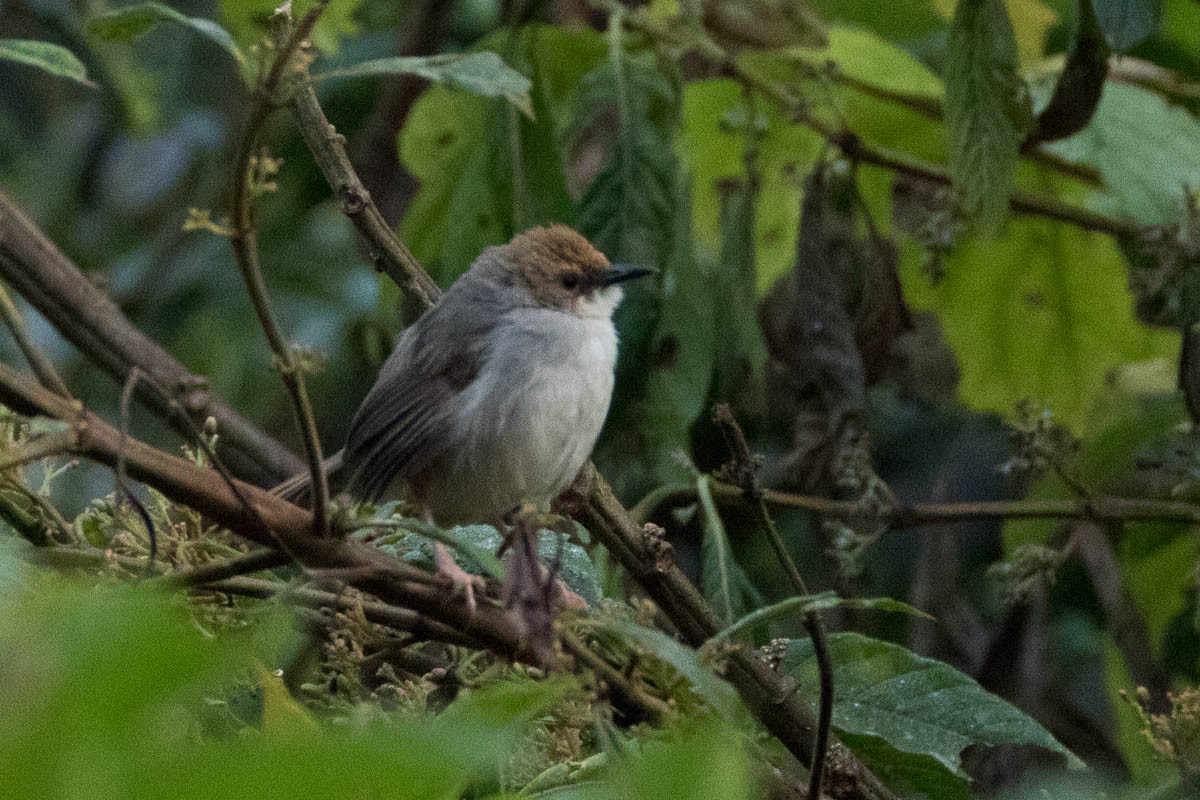 Chubb's Cisticola - ML175084821