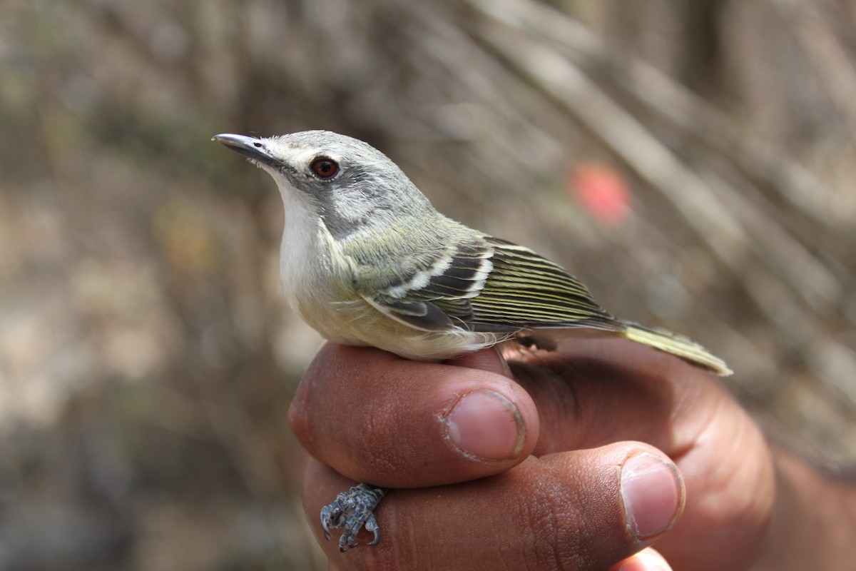 Dwarf Vireo - ML175085091