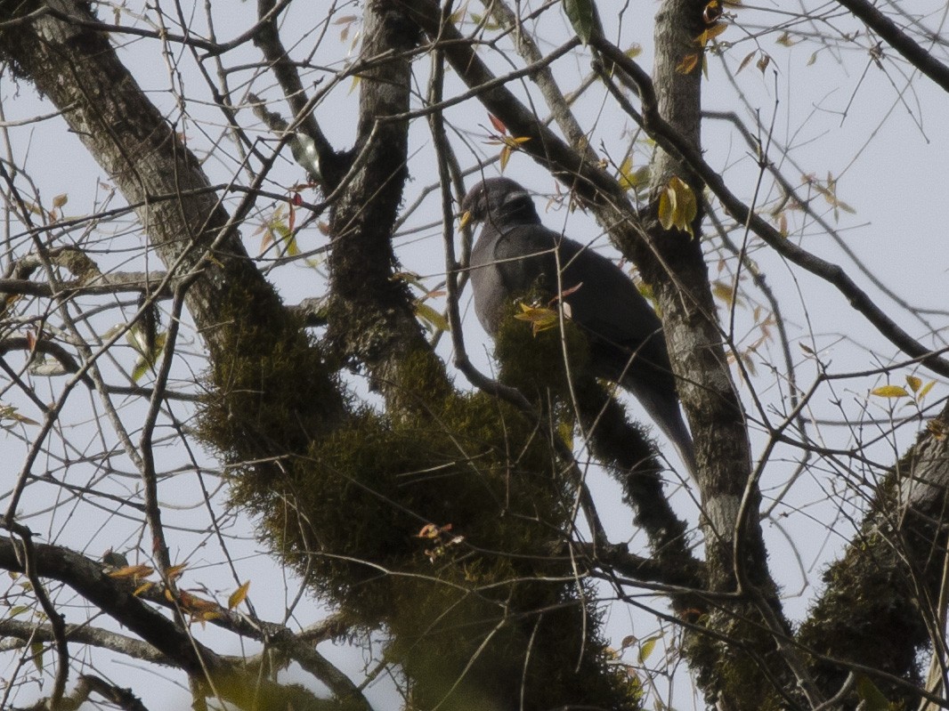 Band-tailed Pigeon - ML175085161