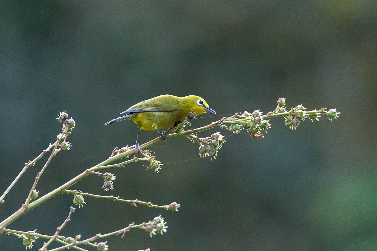 Green White-eye - Honza Grünwald