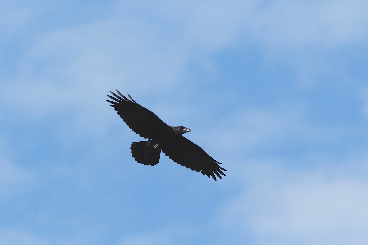 Common Raven - Bertrand Hamel
