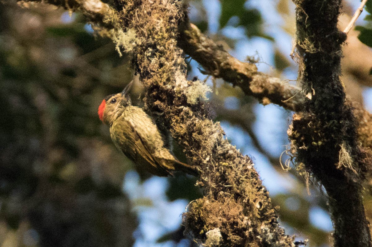 Elliot's Woodpecker - ML175087411