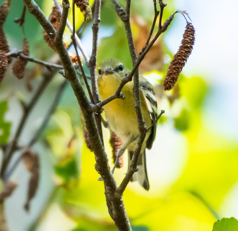 Bay-breasted Warbler - ML175087681