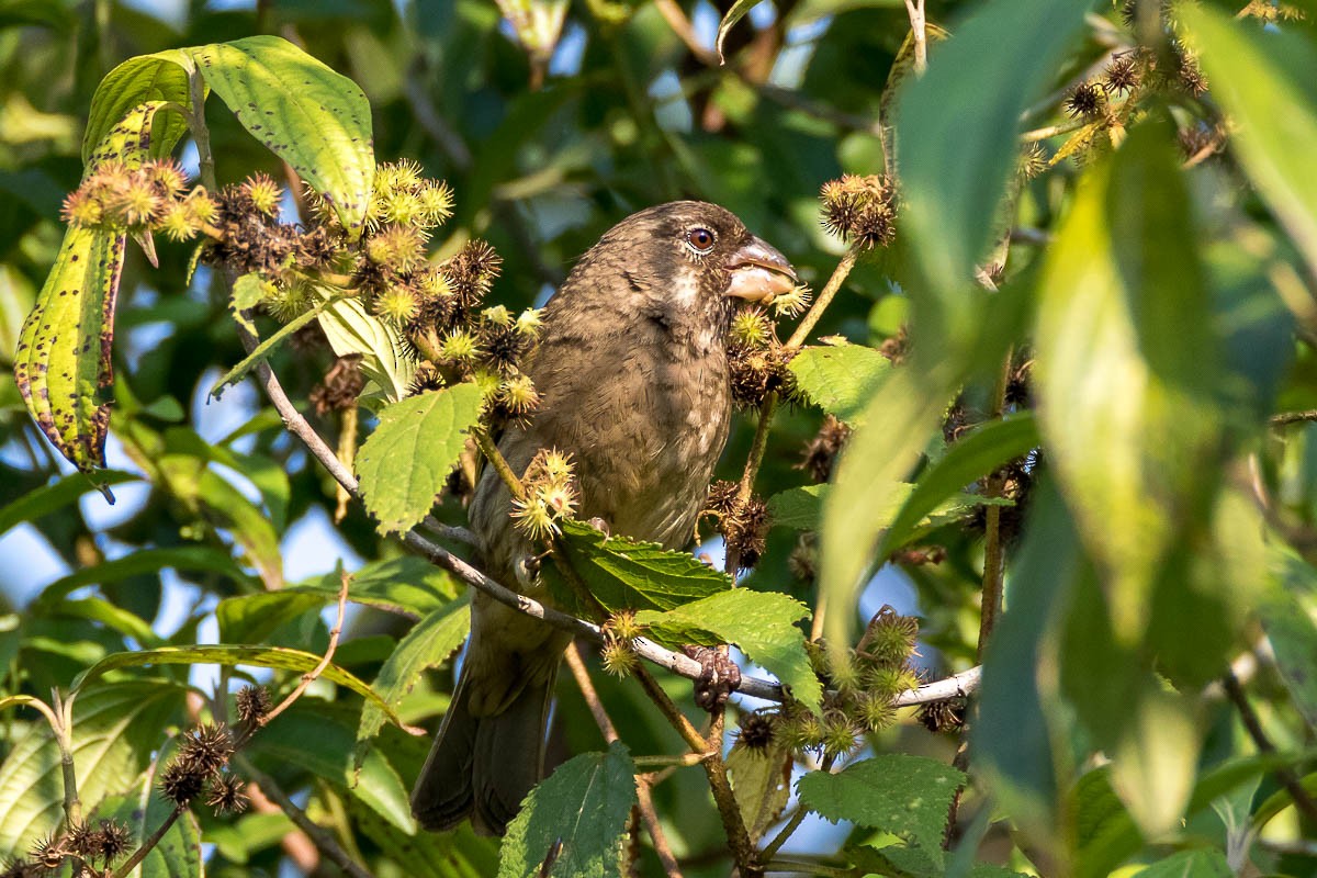 Thick-billed Seedeater - Honza Grünwald