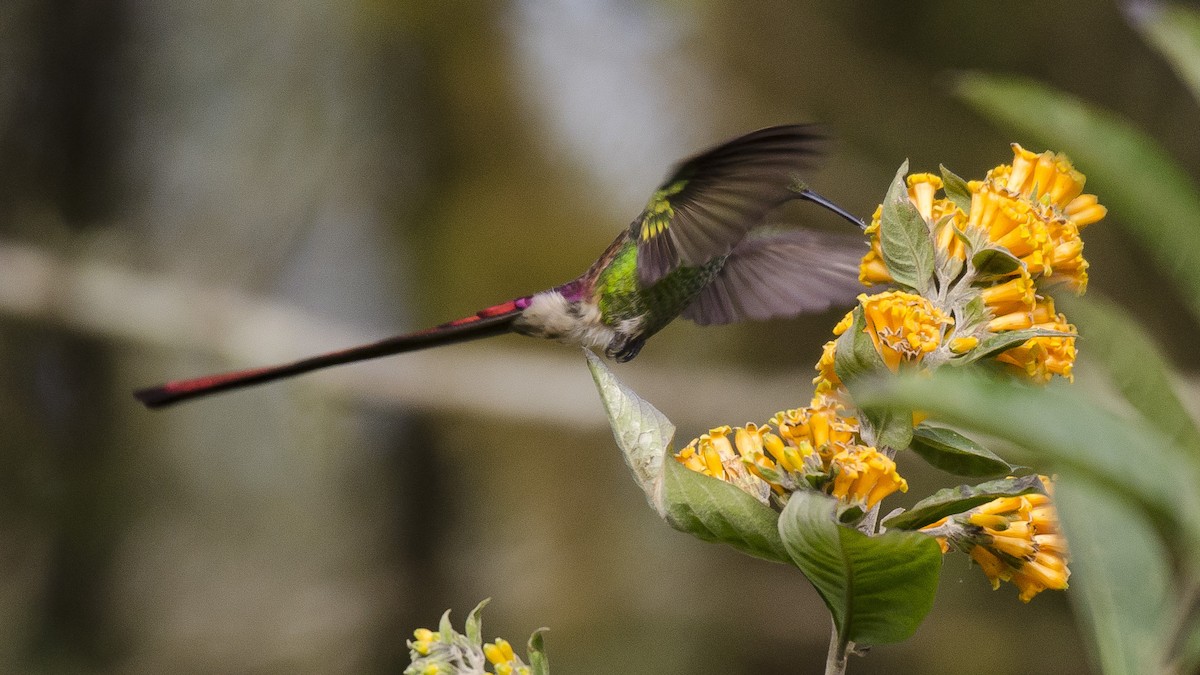 Red-tailed Comet - ML175088711