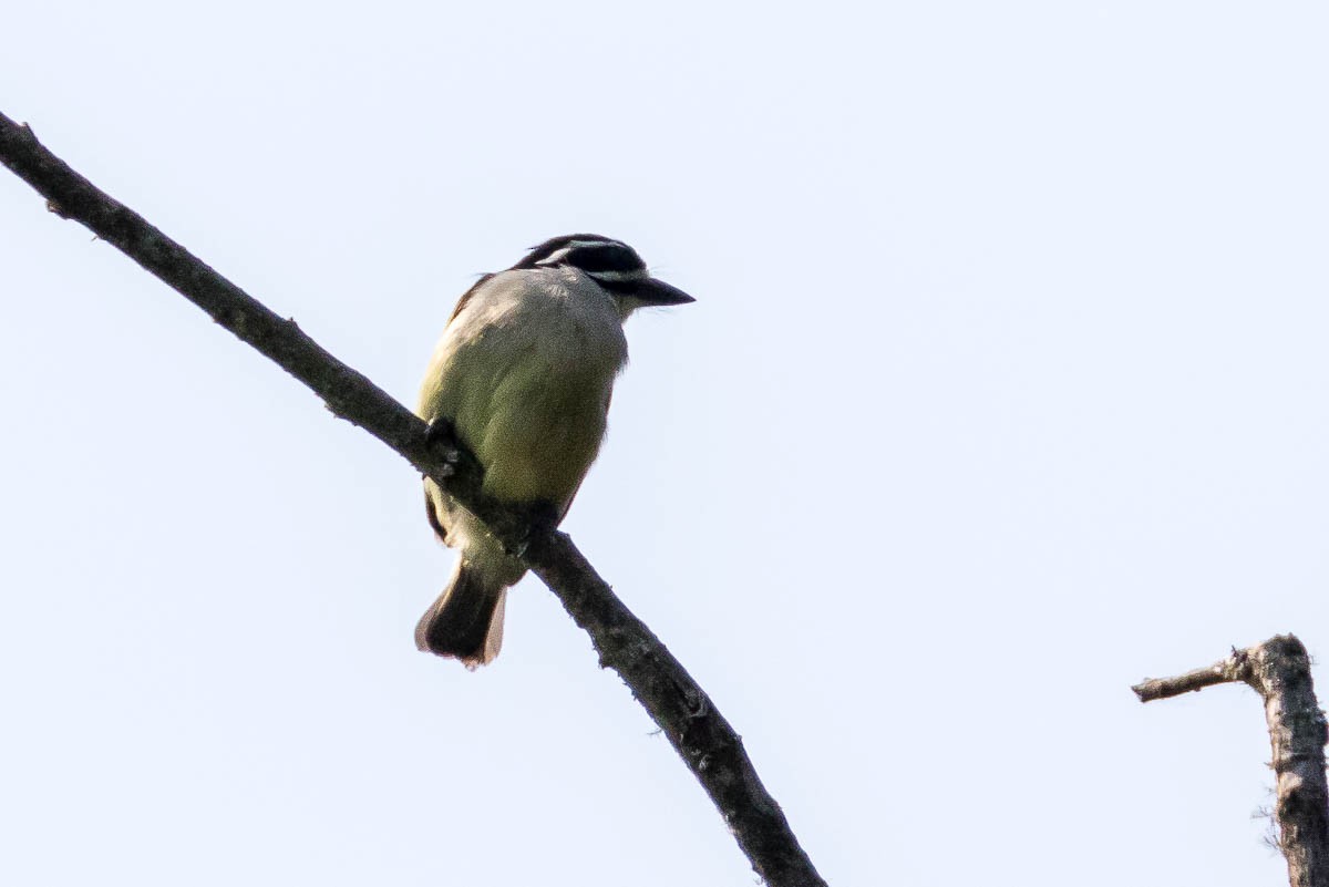 Yellow-rumped Tinkerbird - Honza Grünwald