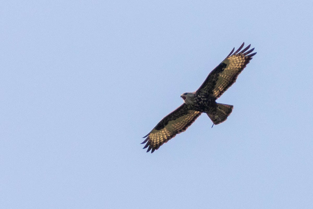 Mountain Buzzard - ML175089461