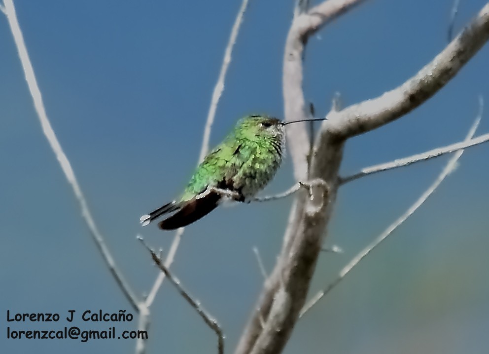 kolibřík tepuiový - ML175090861