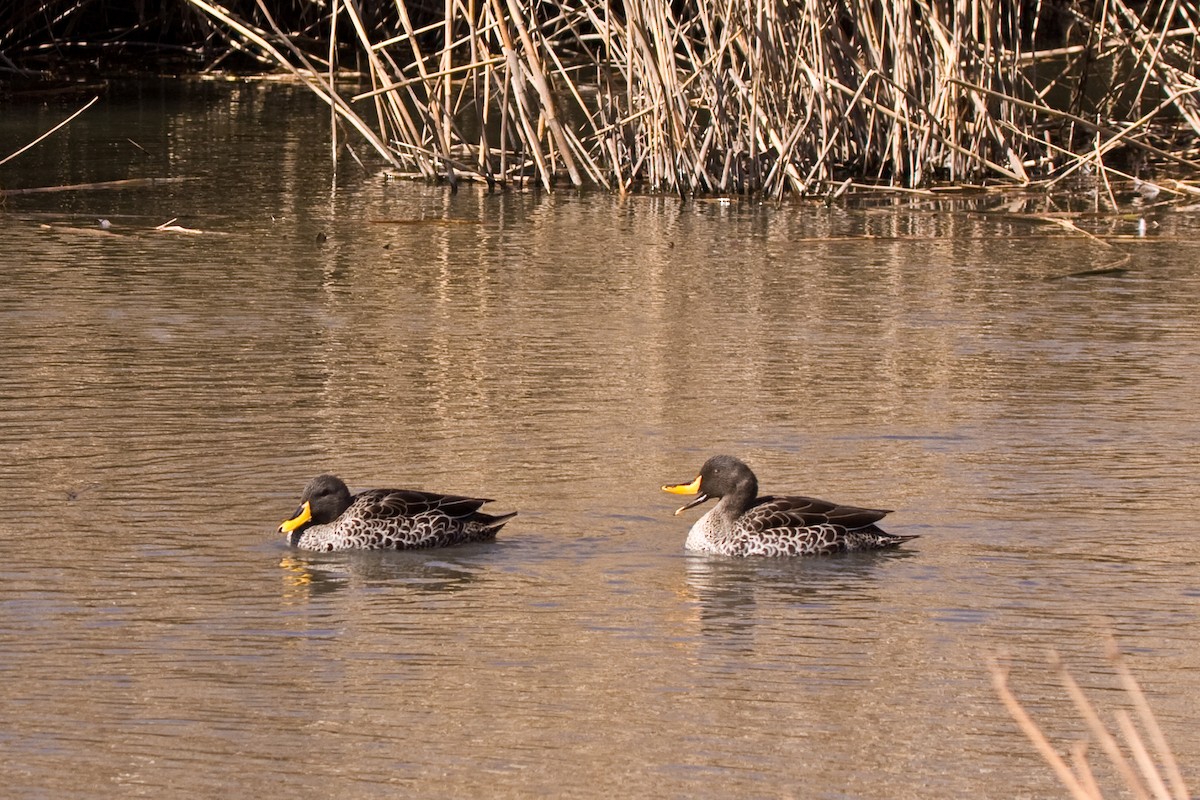 kachna žlutozobá - ML175092341