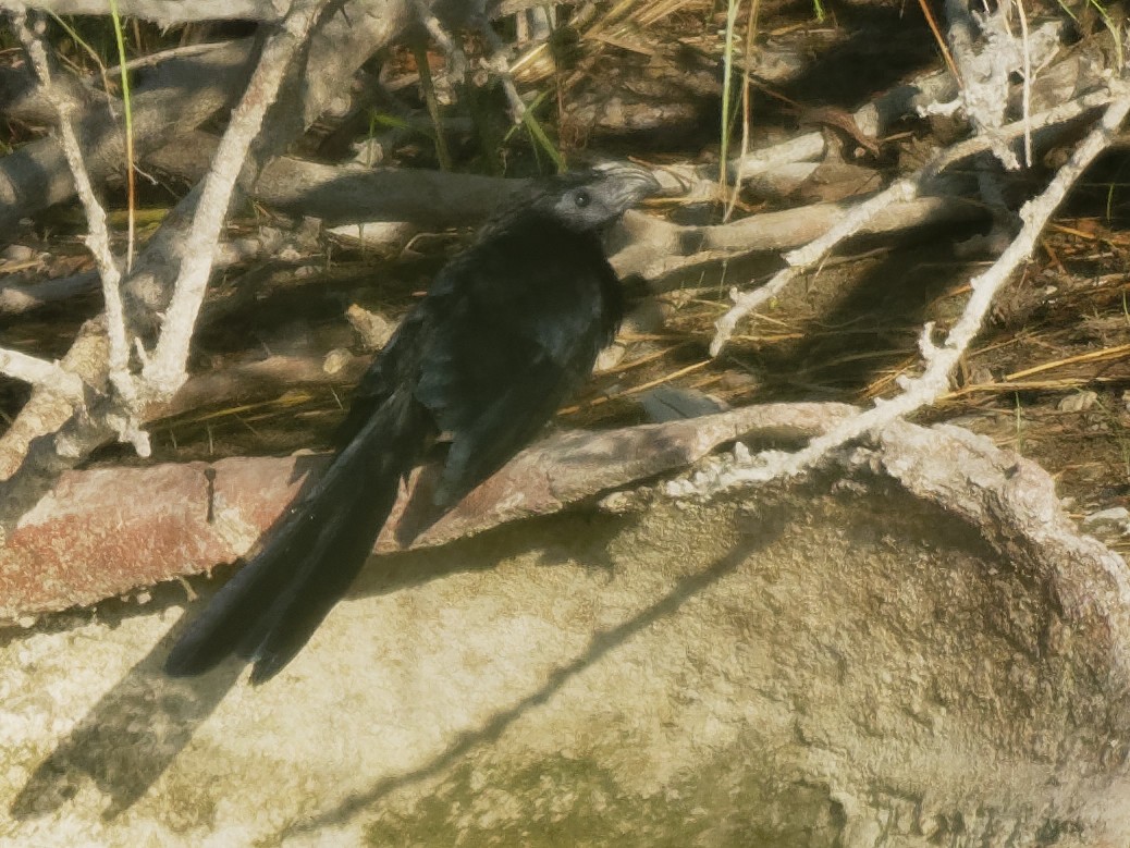 Groove-billed Ani - ML175095971