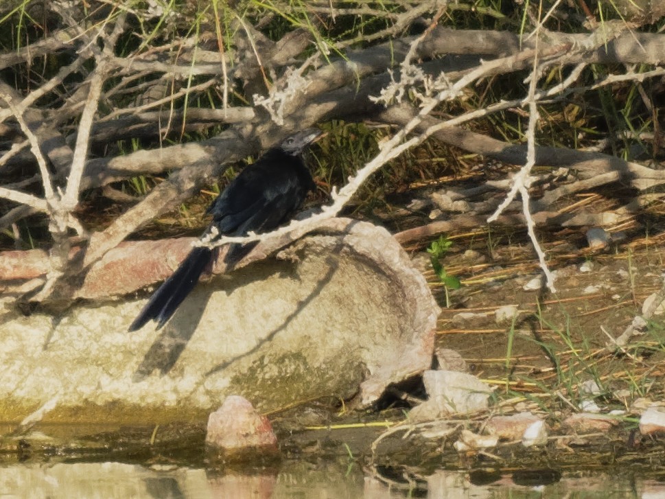 Groove-billed Ani - ML175095981