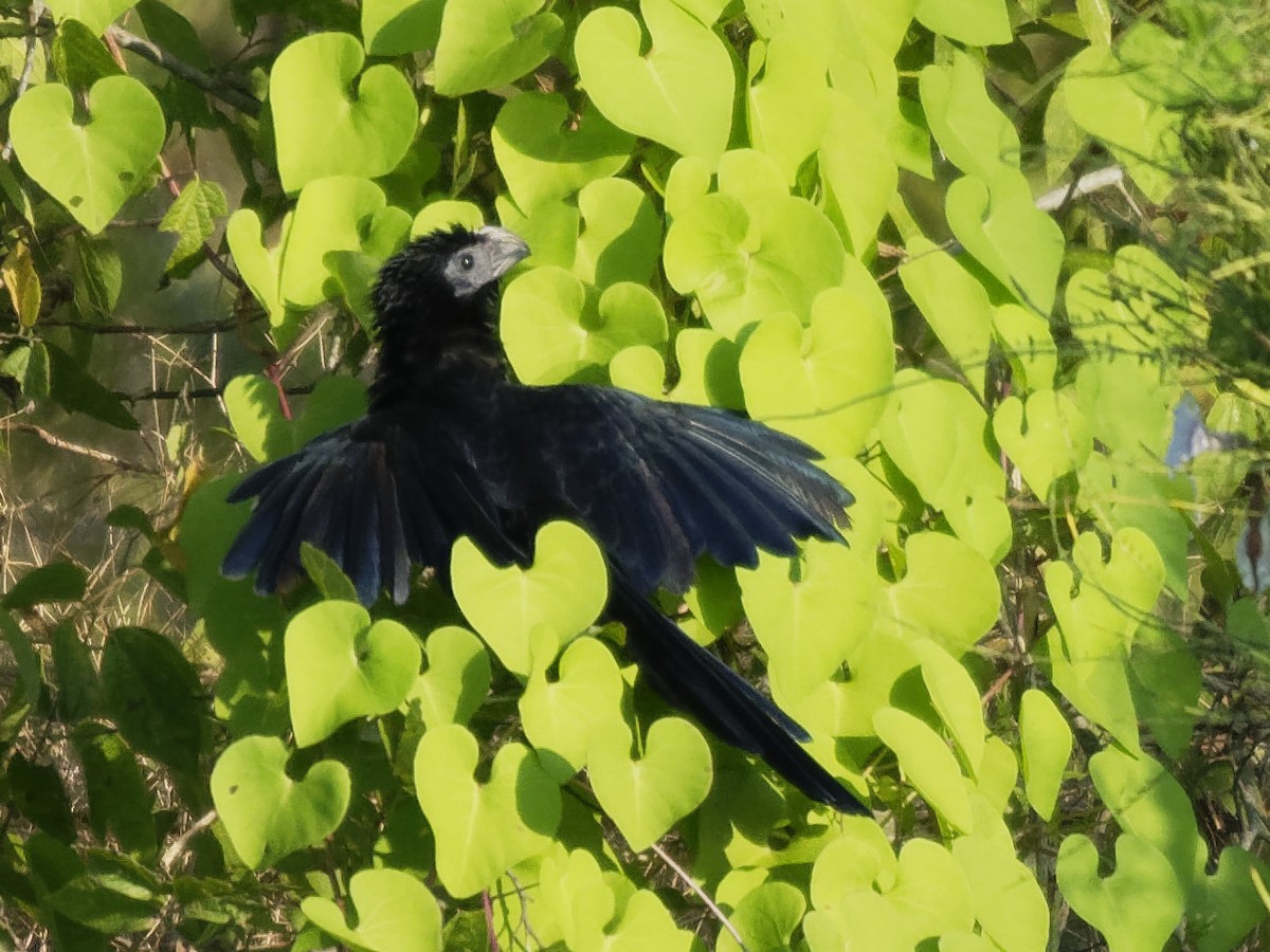 Groove-billed Ani - ML175095991