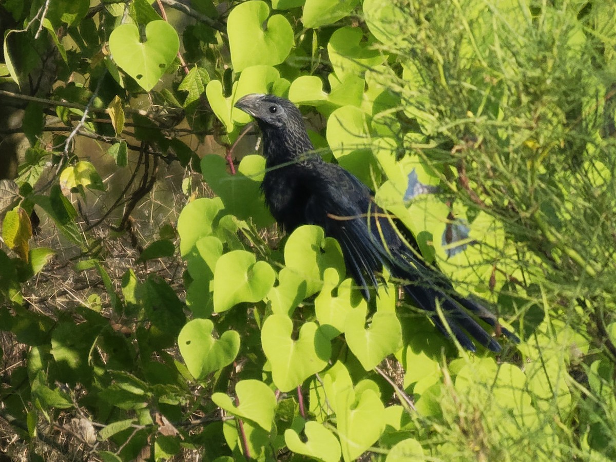 Groove-billed Ani - ML175096001