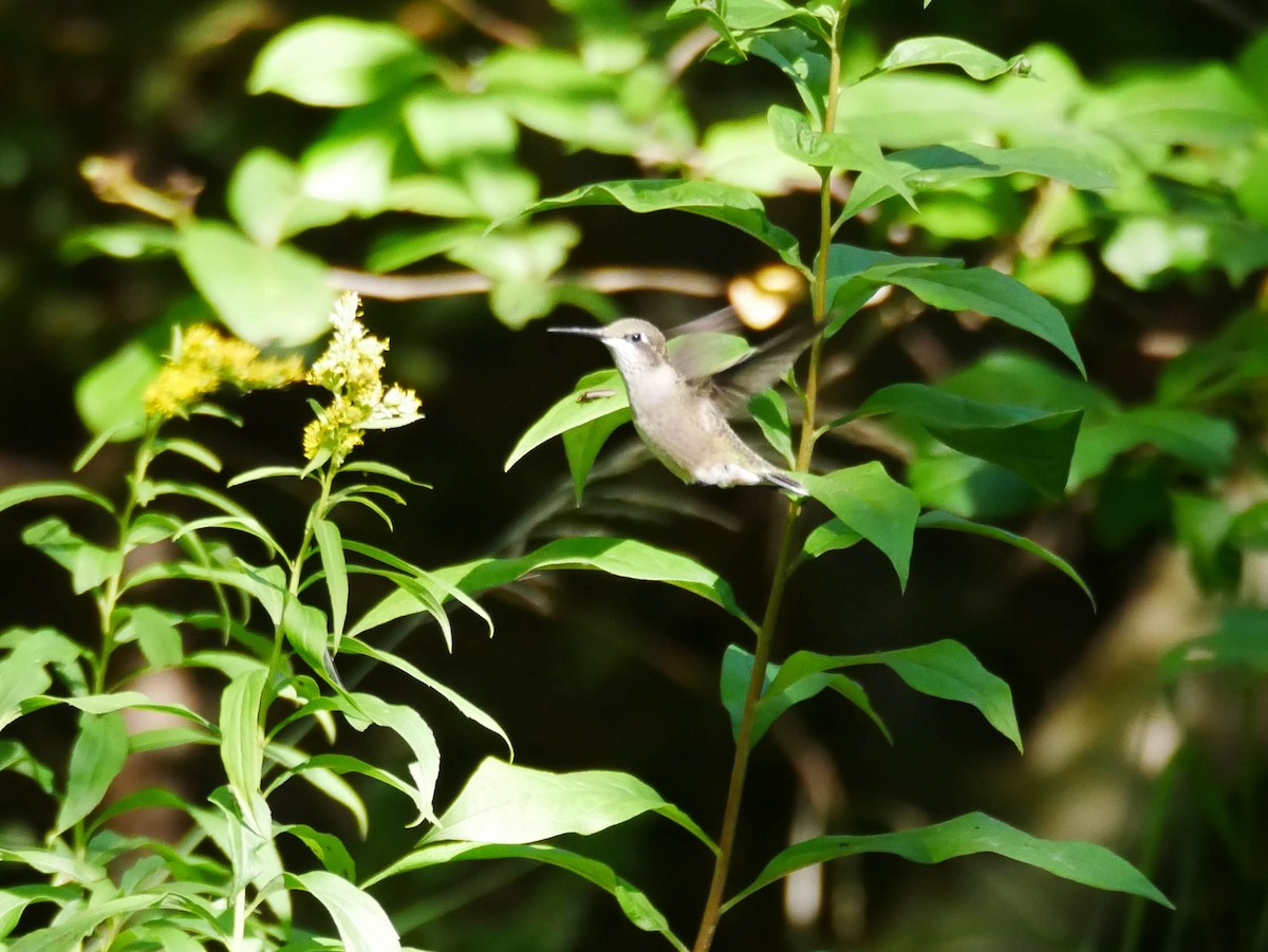 Ruby-throated Hummingbird - ML175096021