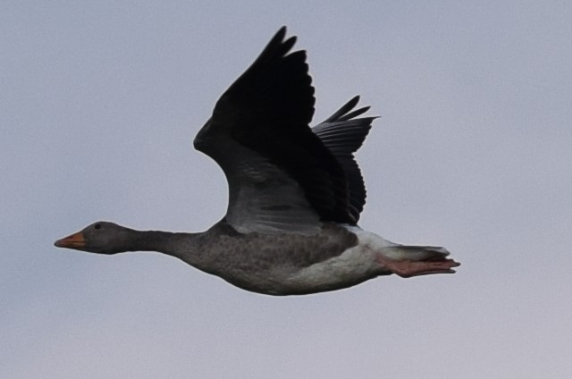 Graylag Goose - ML175096311