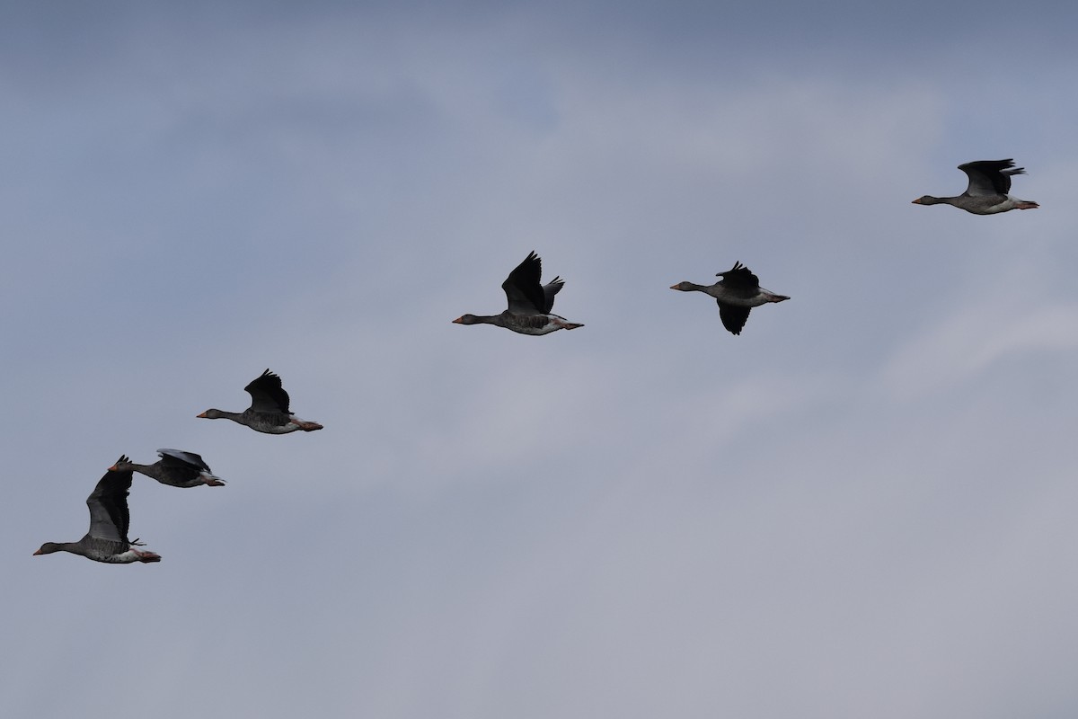 Graylag Goose - ML175096541