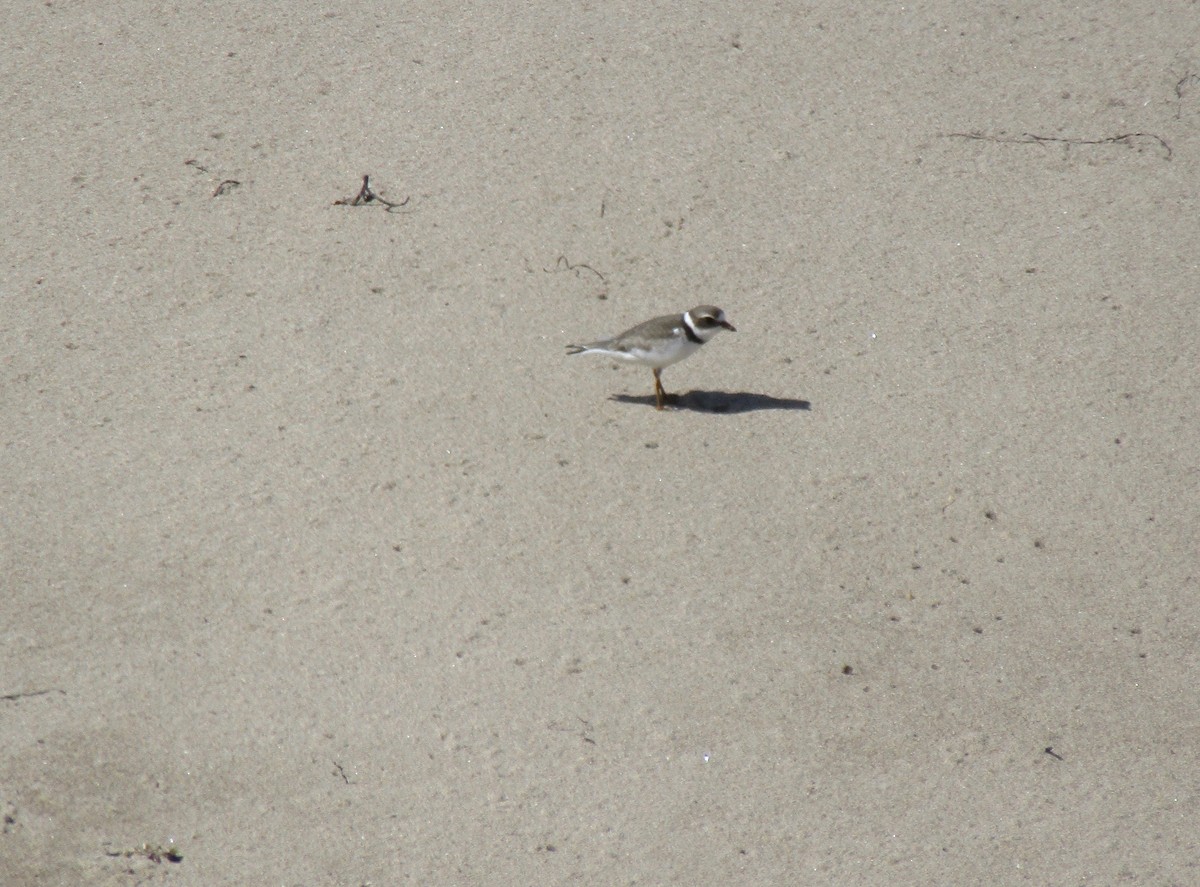 Semipalmated Plover - ML175096801