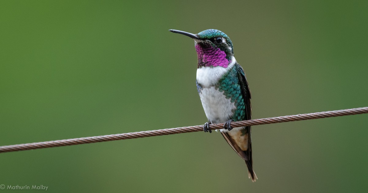 White-bellied Woodstar - ML175097371