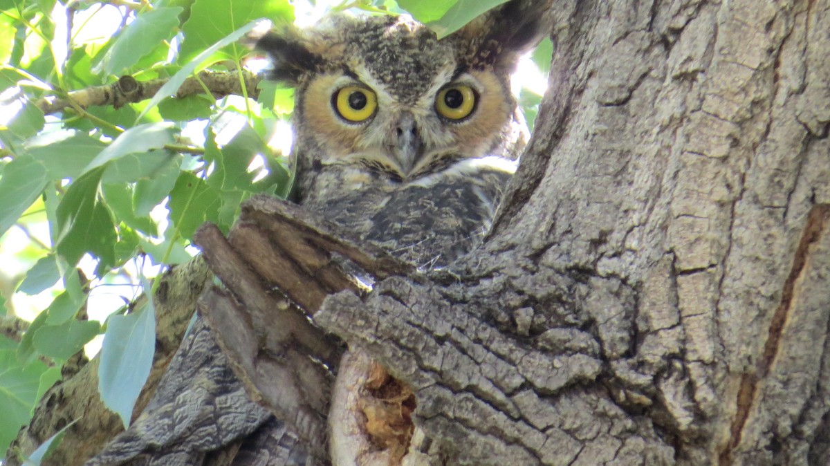 Great Horned Owl - ML175097391