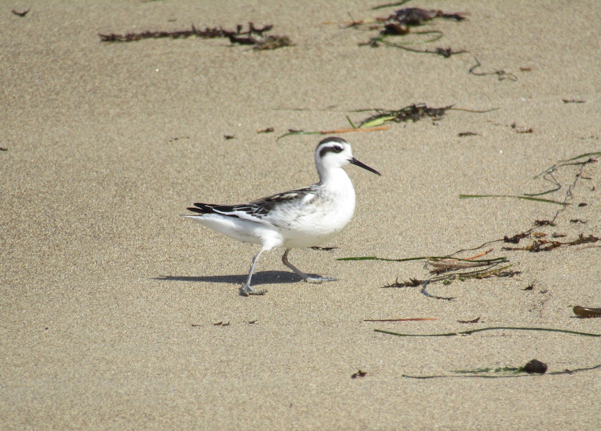 Red-necked Phalarope - ML175097421