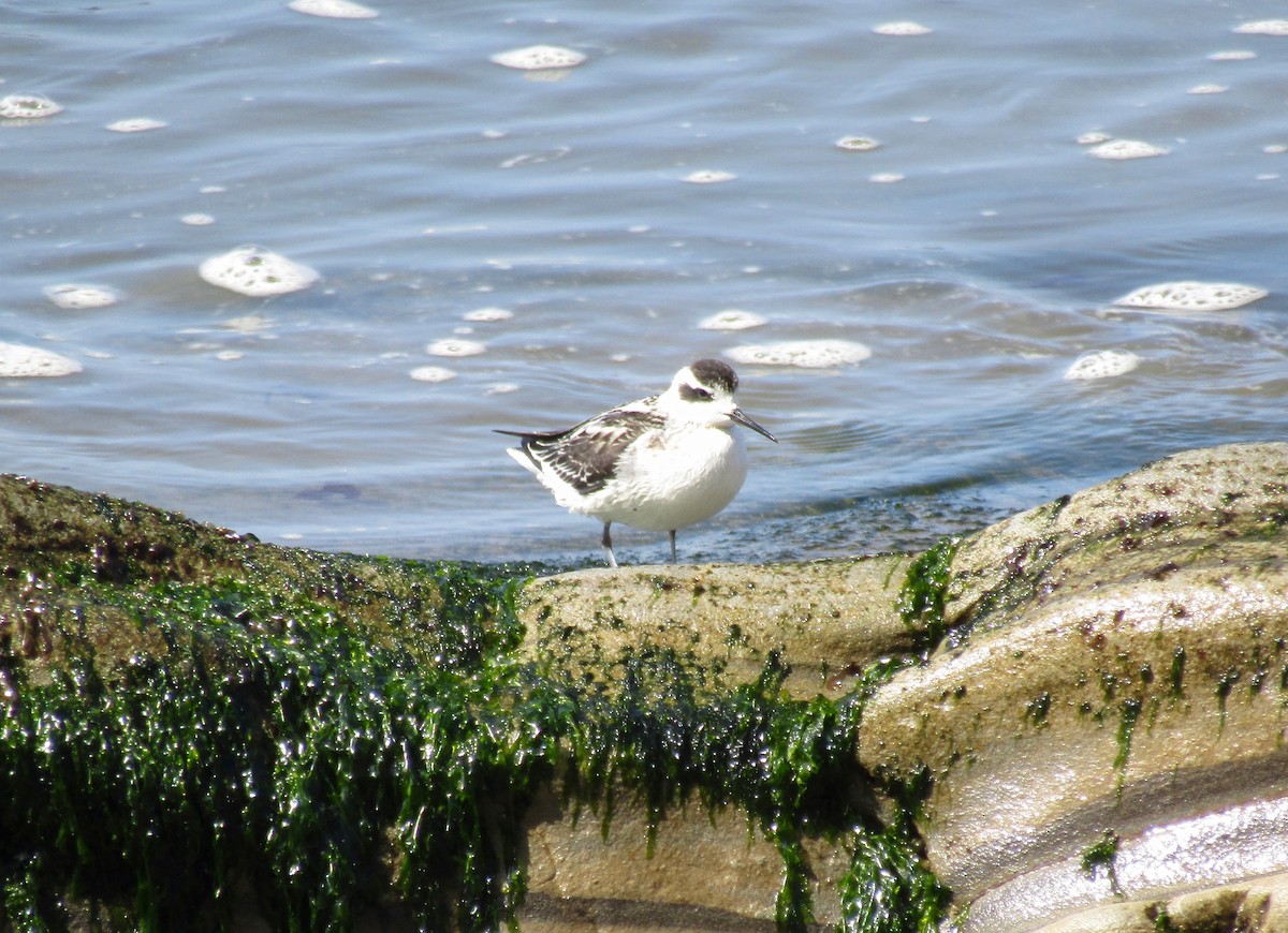 Red-necked Phalarope - ML175097461