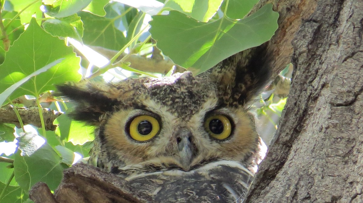 Great Horned Owl - ML175097531