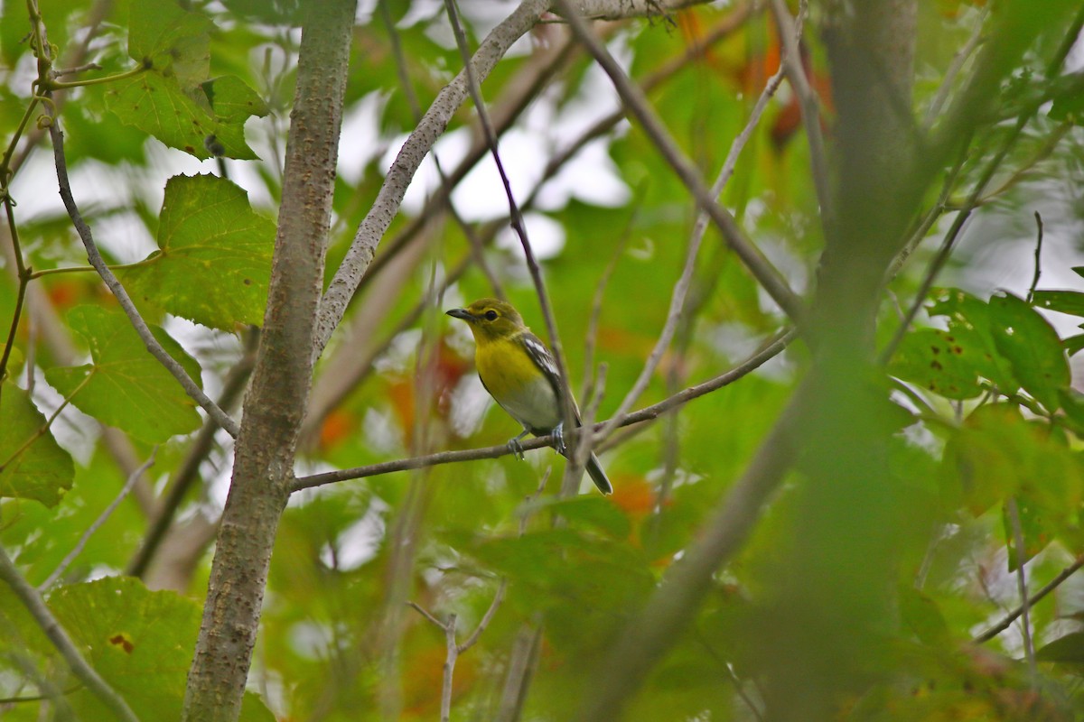 Vireo Gorjiamarillo - ML175097991