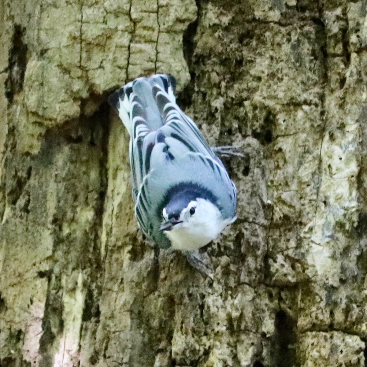 White-breasted Nuthatch - ML175098061