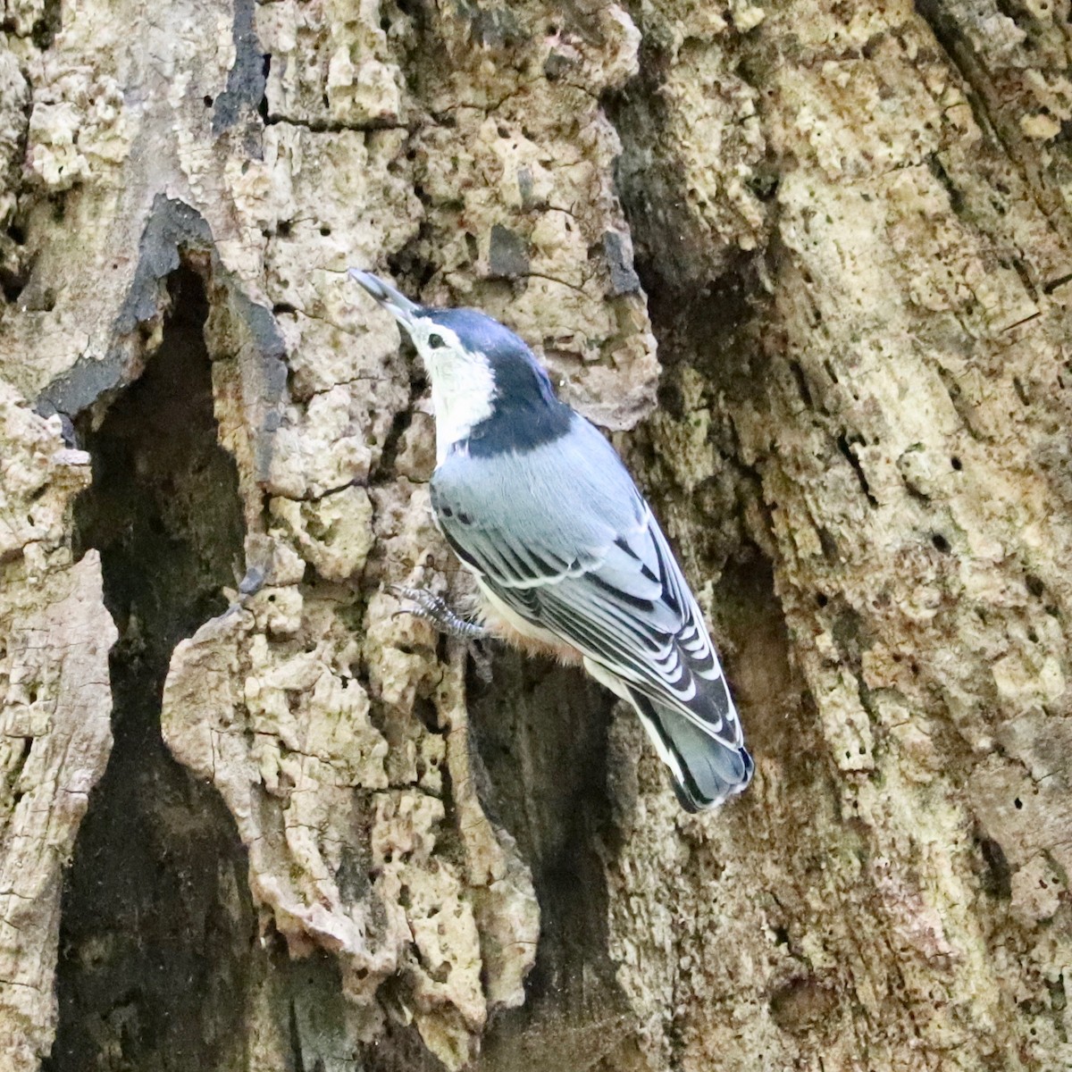 White-breasted Nuthatch - ML175098071